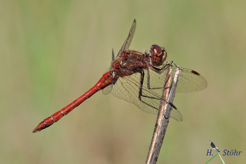 Gemeine Heidelibelle - Moustached Darter (Sympetrum vulgatum)
Männchen - Male
Foto: Henrik Stöhr
Ort: Landau a. d. Isar
Kamera: Nikon D90, 180mm 1:3,5 Macro (Tamron) S_vulgat _1_.jpg